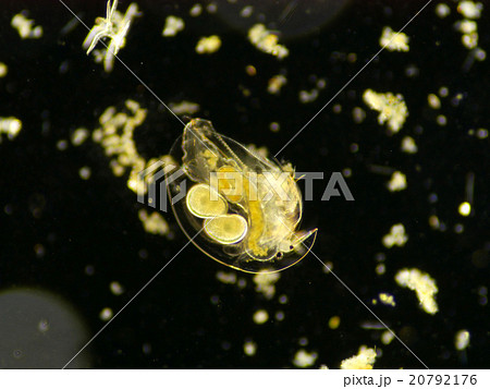 Camptocercus  Camptocercus  20792176