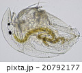 ヒラタミジンコ ヒラタミジンコ 20792177