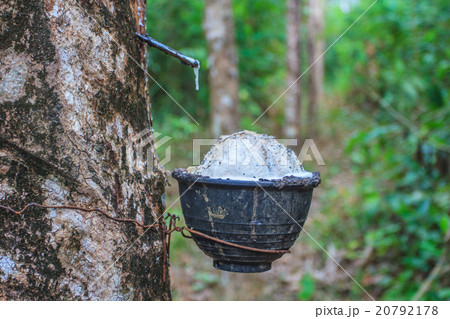 Tapping latex from a rubber tree Tapping latex from a rubber tree 20792178