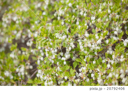 Enkianthus perulatus 20792406