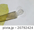 サヤワムシ サヤワムシ 20792424