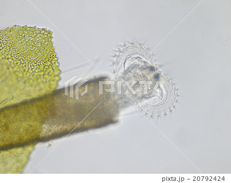 サヤワムシ サヤワムシ 20792424