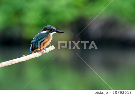 カワセミ カワセミ 20792618