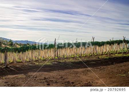 箱根西麓野菜 干し大根 箱根西麓野菜 干し大根 20792695