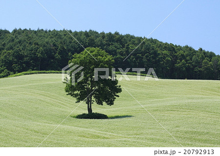 木のある風景２　北海道 20792913