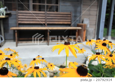 黄色い花とベンチ 20792914
