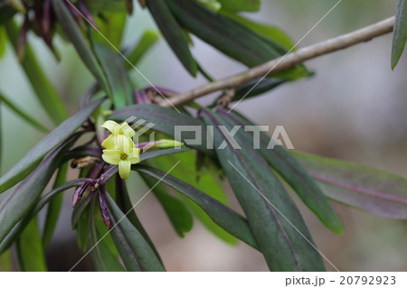オニシバリの花 オニシバリの花 20792923