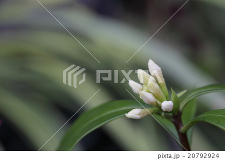 ジンチョウゲ白花の蕾 ジンチョウゲ白花の蕾 20792924