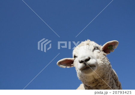 ひつじさん 20793425