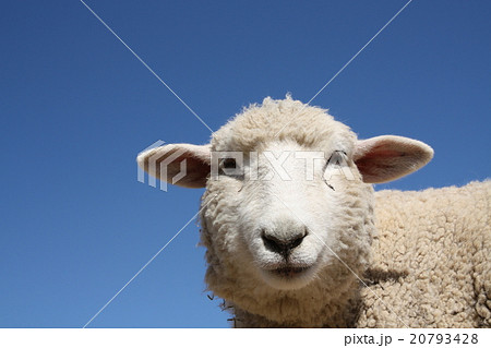 ひつじさん 20793428