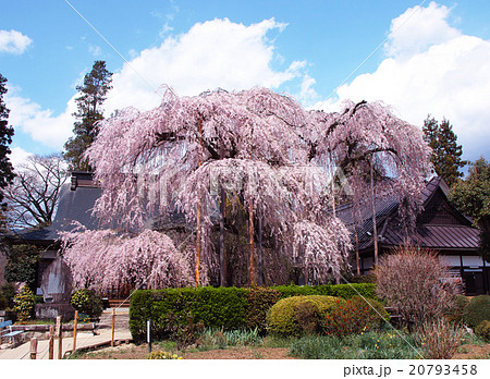 慈雲寺　イトザクラ 20793458