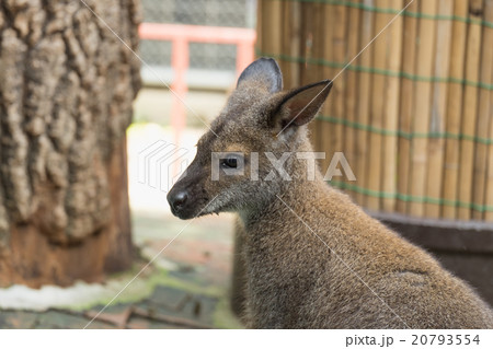 Wild kangaroo 20793554