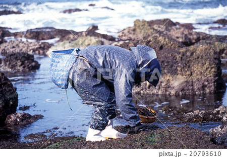 岩海苔採り 20793610
