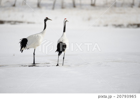 タンチョウ 20793965