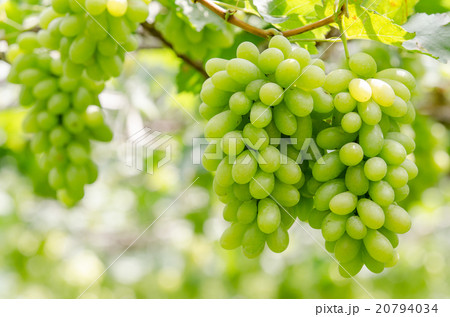 Ripe white grapes fruit Ripe white grapes fruit 20794034