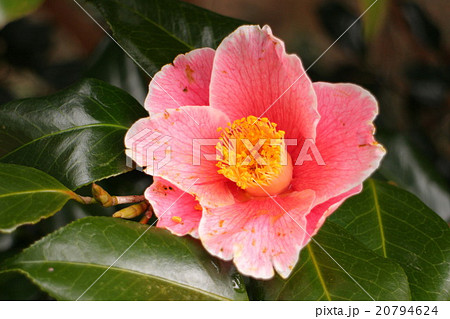 椿 三平椿 Camellia japonica'Sanpei-tsubaki' 椿 三平椿 Camellia japonica'Sanpei-tsubaki' 20794624