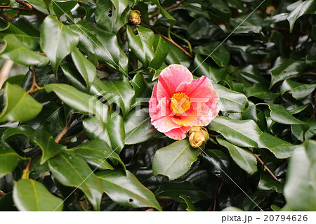 椿 三平椿 Camellia japonica'Sanpei-tsubaki' 椿 三平椿 Camellia japonica'Sanpei-tsubaki' 20794626