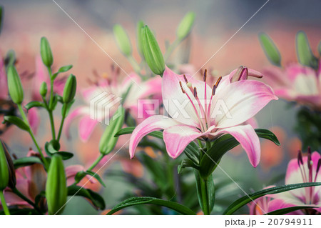 Lilies Flowers Bouquet 20794911