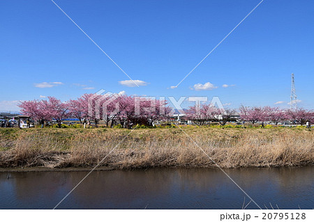 茅ヶ崎小出川の河津桜 20795128