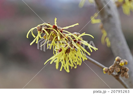 マンサク（満作） 20795263