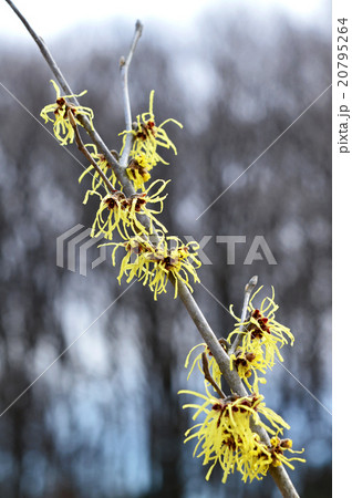 マンサク（満作） 20795264