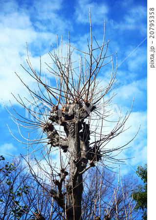 イチョウの冬姿 20795358