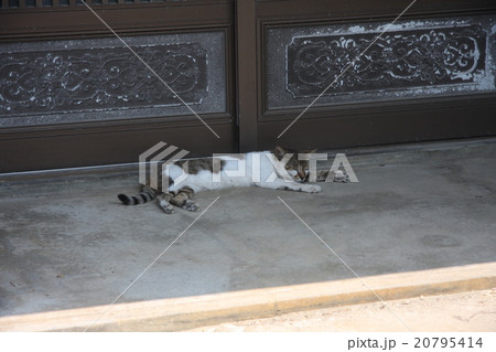 油断ねこ 20795414