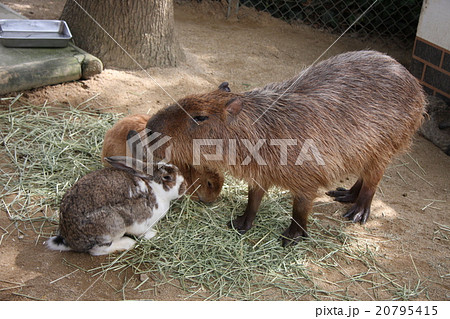 カピバラ＆うさぎ 20795415