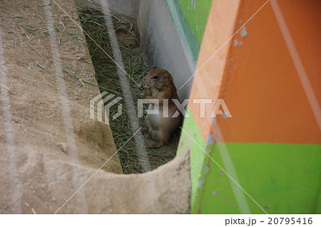 プレーリードッグ 20795416