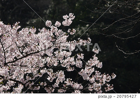 さくら 20795427
