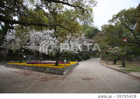 さくら さくら 20795428
