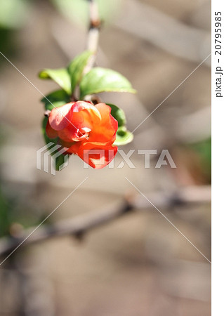 クサボケ 20795985