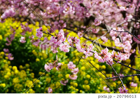 河津桜 20796013