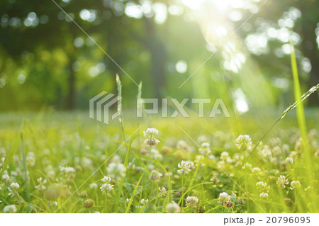 シロツメクサと逆光 20796095