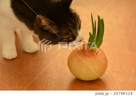 発芽 発芽 20796528