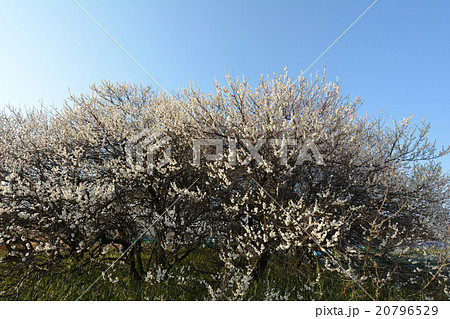 白梅 白梅 20796529