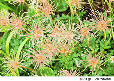 栂池自然園 夏 チングルマ 果穂 栂池自然園 夏 チングルマ 果穂 20796806