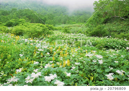 栂池自然園　夏 20796809