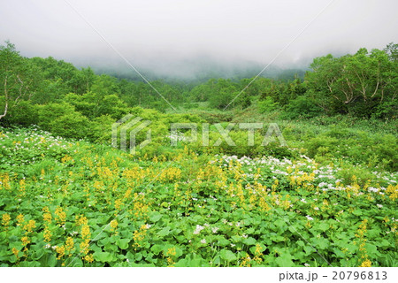 栂池自然園　夏 20796813