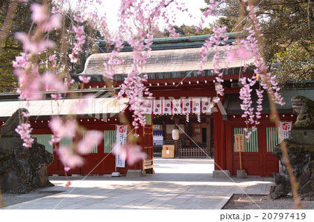 大國魂神社　桜と中雀門 20797419