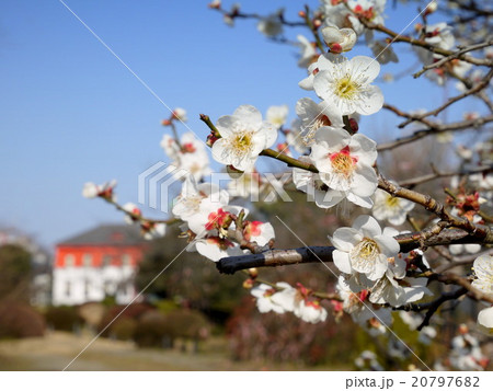 小石川植物園の梅 2月 東京都文京区の写真素材 7976