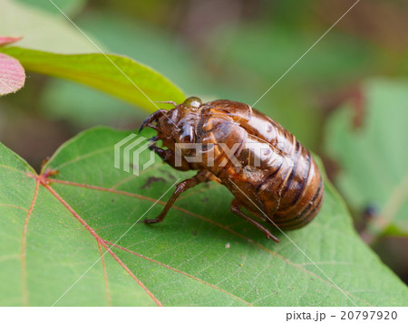 セミの抜け殻 クローズアップ セミの抜け殻 クローズアップ 20797920