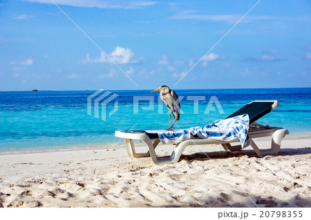 Grey Heron on a sun lounger 20798355