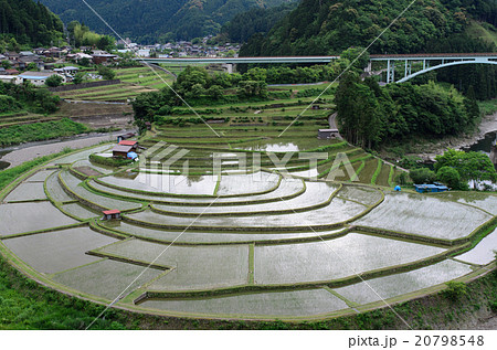 あらぎ島　棚田　田植え直後 20798548