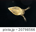 オカメミジンコ オカメミジンコ 20798566