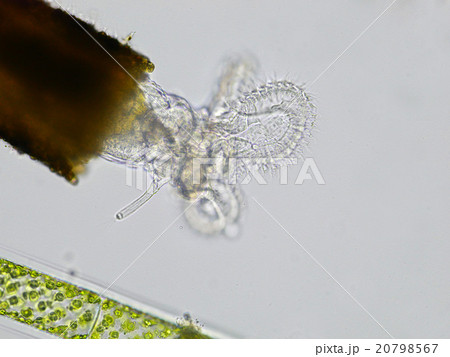 サヤワムシ サヤワムシ 20798567