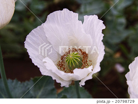 ケシの花 一貫種 東京都薬用植物園 の写真素材