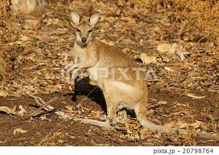 Wallaby, Australia Wallaby, Australia 20798764
