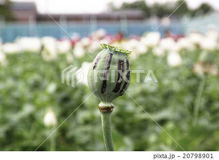 ケシの花 ケシボウズ 東京都薬用植物園 の写真素材 7901