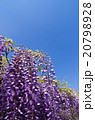 藤の花と青空 20798928